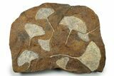 Eight Paleocene Fossil Ginkgo Leaves - North Dakota #276708-1